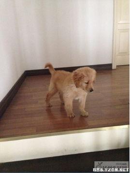 金毛 娱乐八卦,揭秘明星们的八卦风云